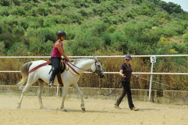 Jungpferde-Ausbildung