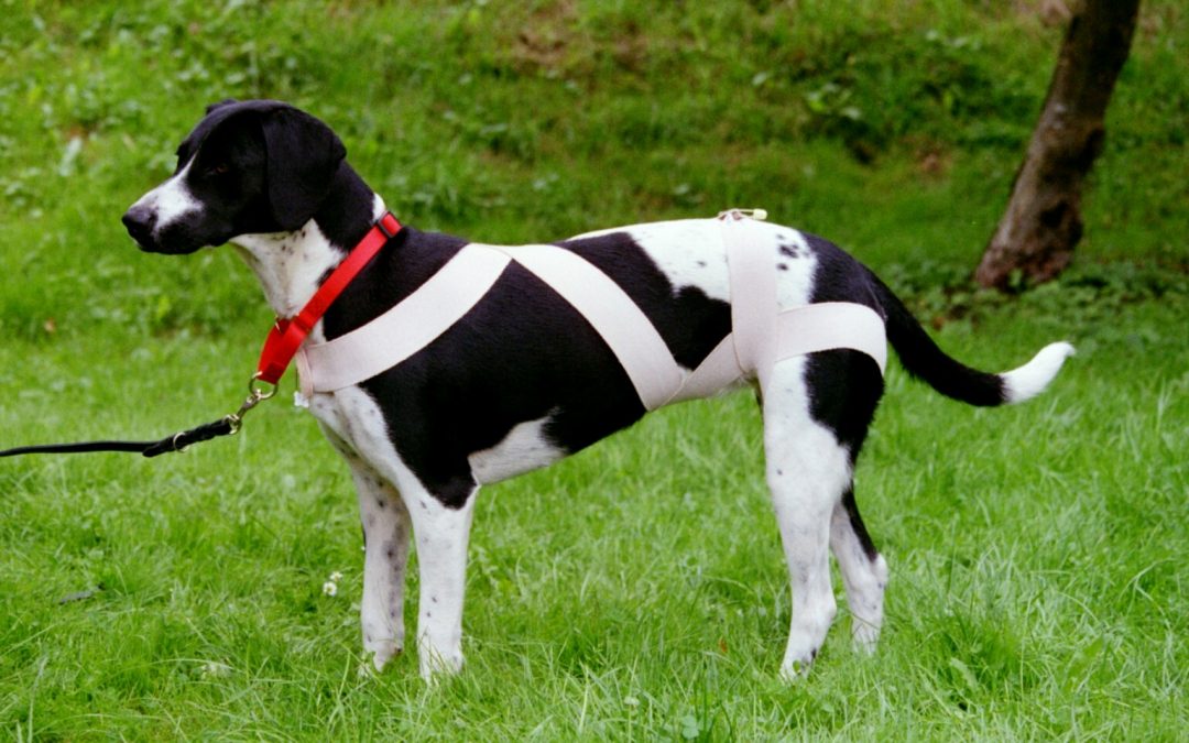 Die Tellington-Körperbänder