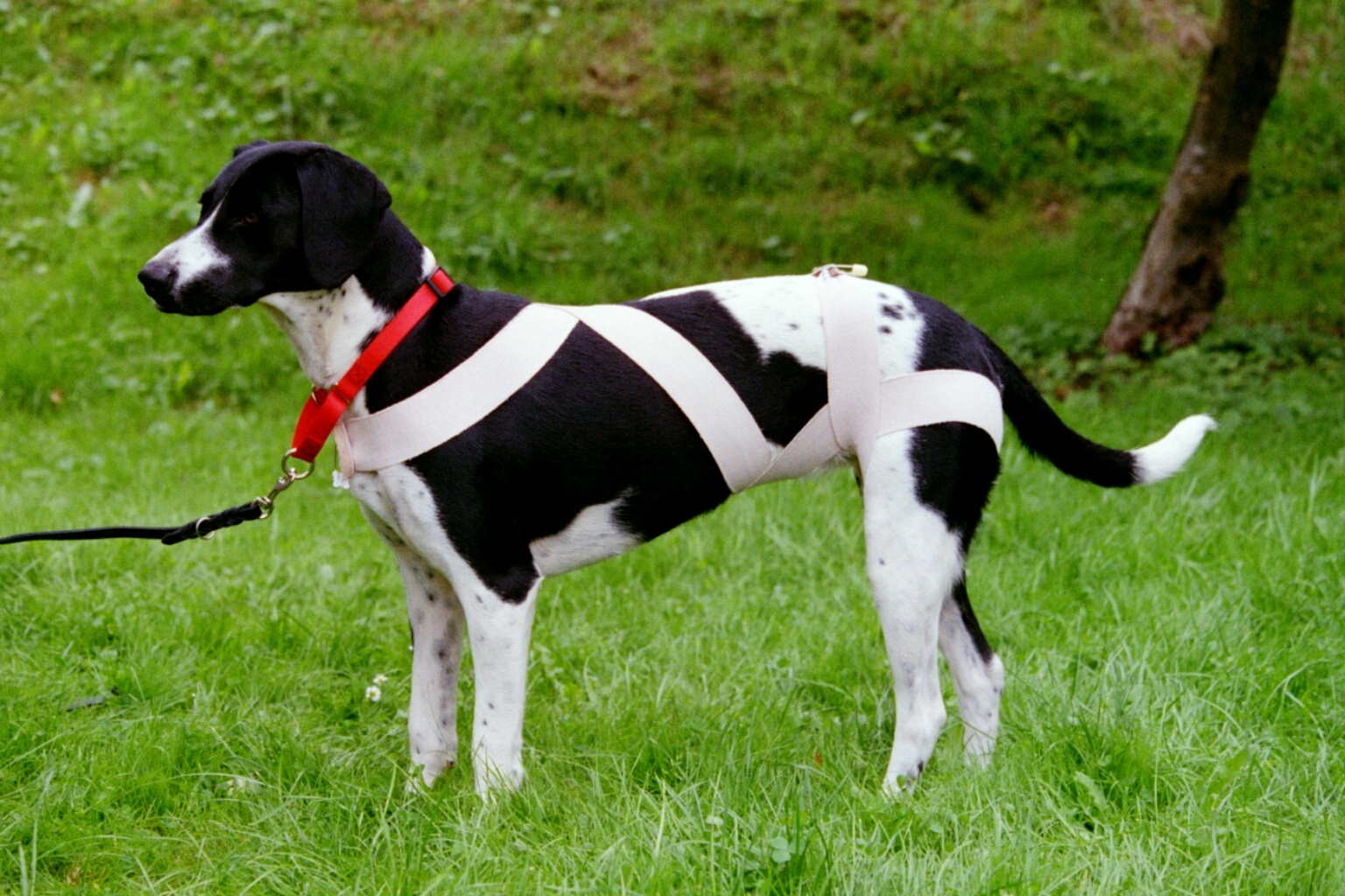 Hund mit Tellington Körperband