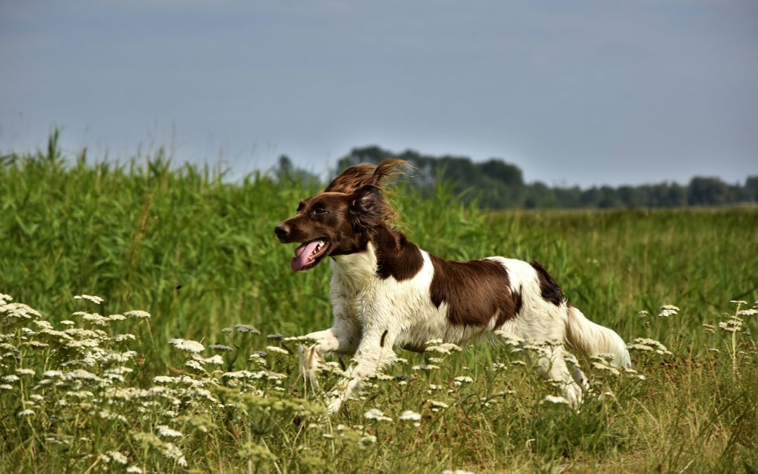 großer Münsterländer in Fahrt
