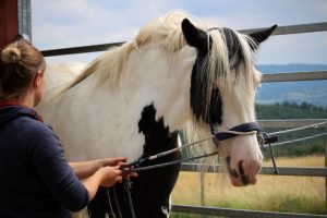 Jungpferdekurs Kauber Platte