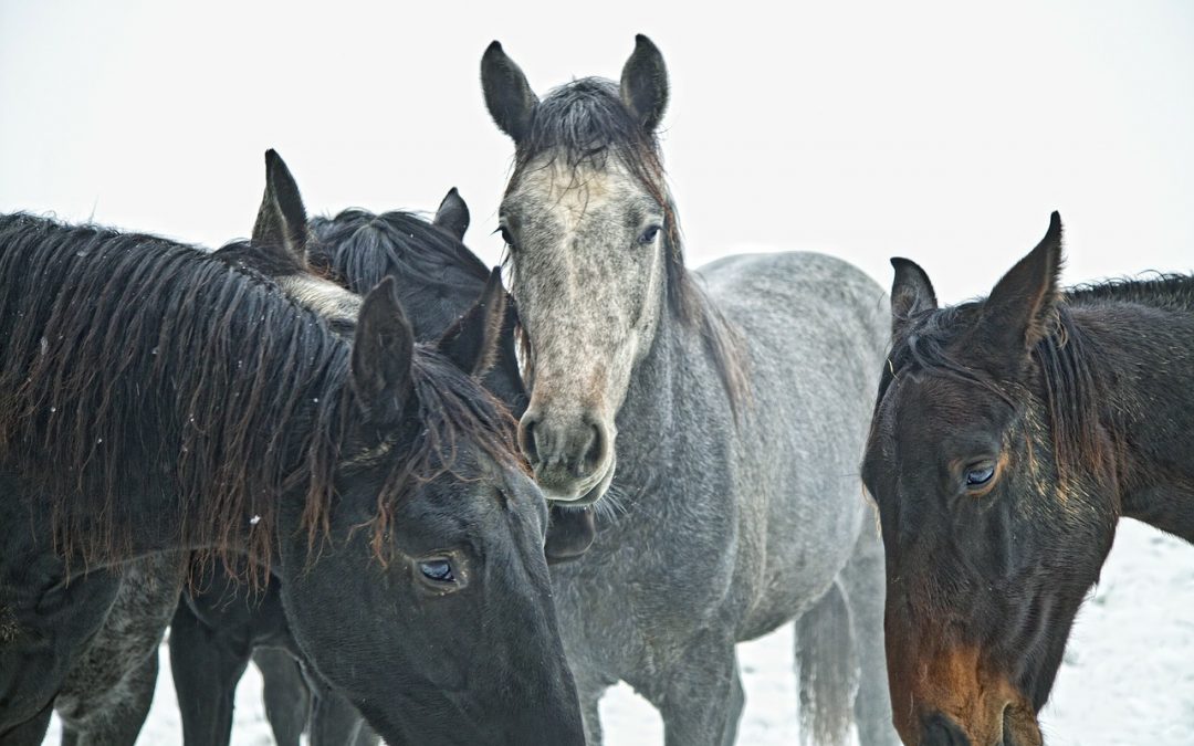 Vom Fohlen zum Reitpferd