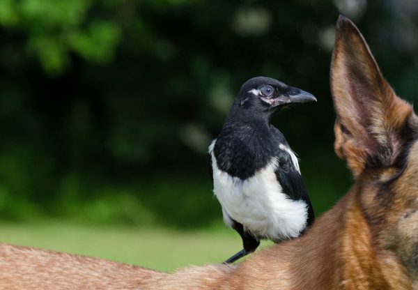 Impulskontrolle eines Hundes mit Vogel