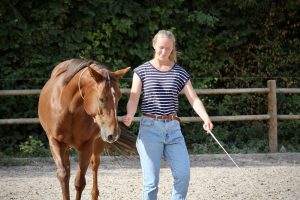Tellington Bodenarbeit